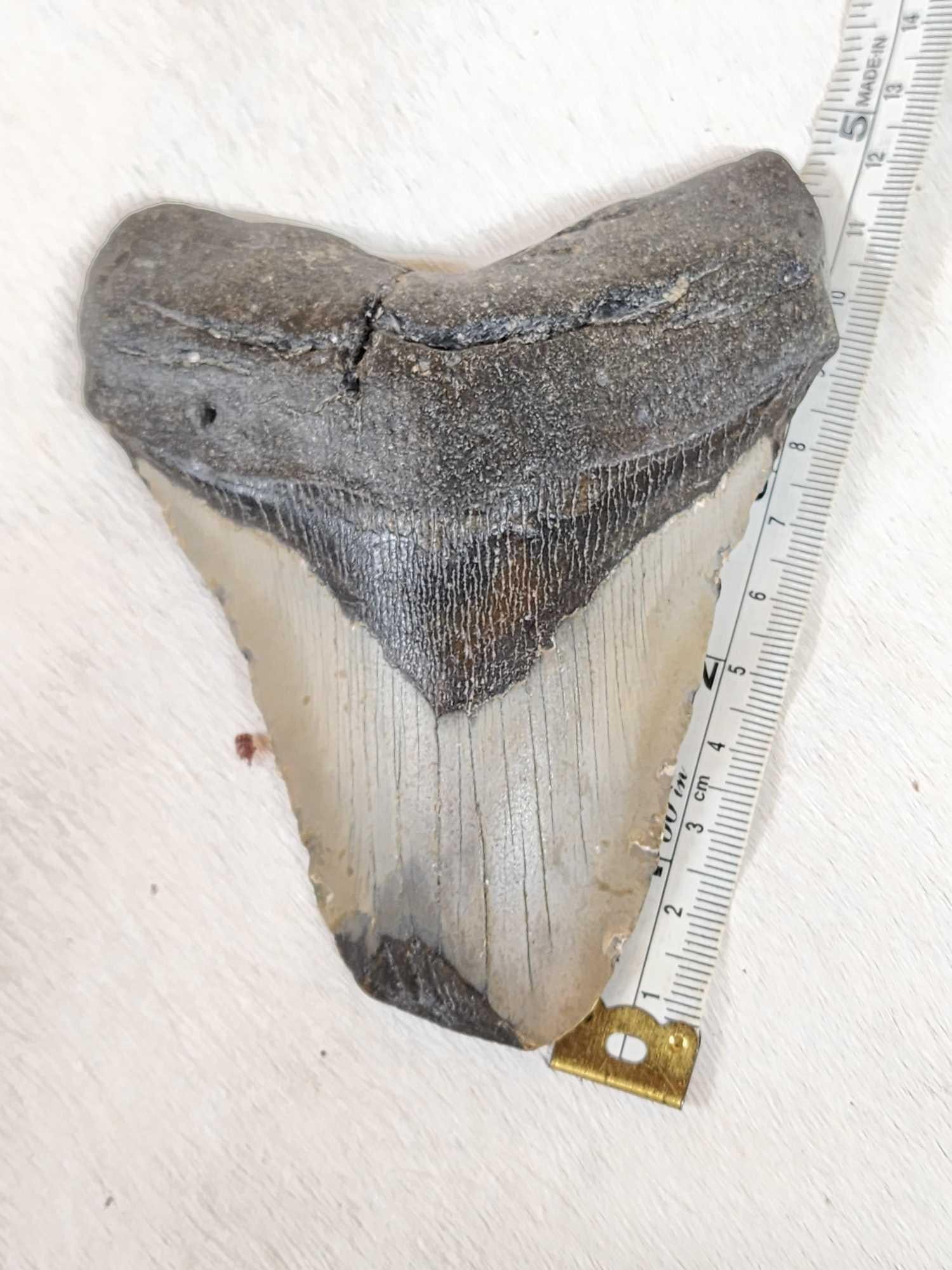 Fossilized Megalodon Shark Tooth (1 of 5)