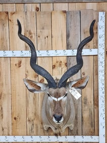 Big African Kudu Shoulder Mount Taxidermy