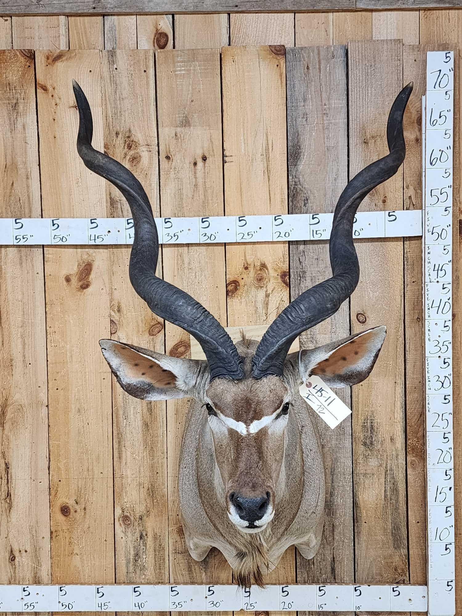 Big African Kudu Shoulder Mount Taxidermy (1 of 6)