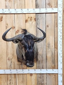 African Blue Wildebeest Shoulder Mount Taxidermy