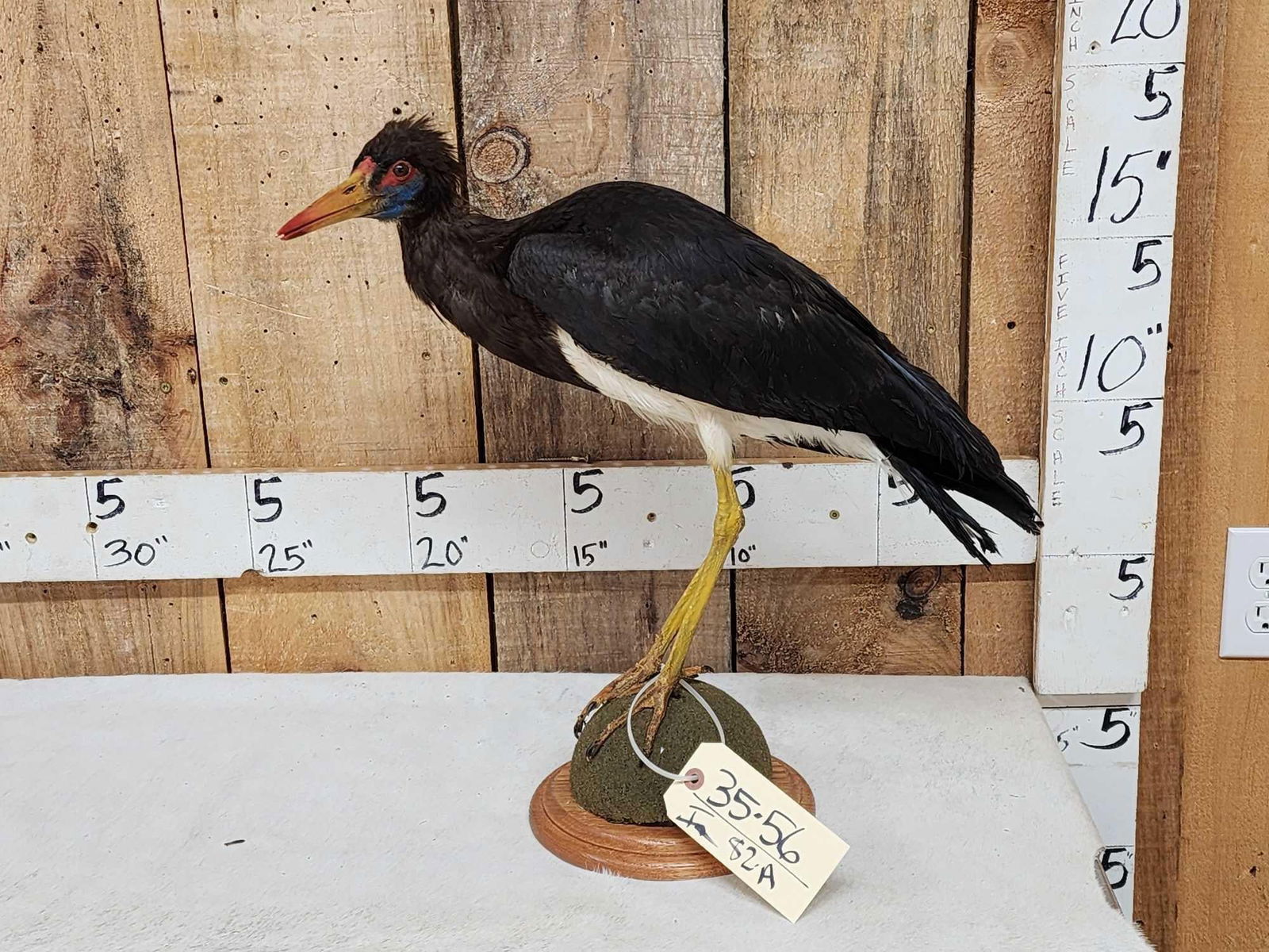 Abdim's Stork Full Body Bird Taxidermy: 35.56 Unusual piece to find great look Africa