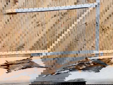 2 Soft Tanned Goat Skins Taxidermy