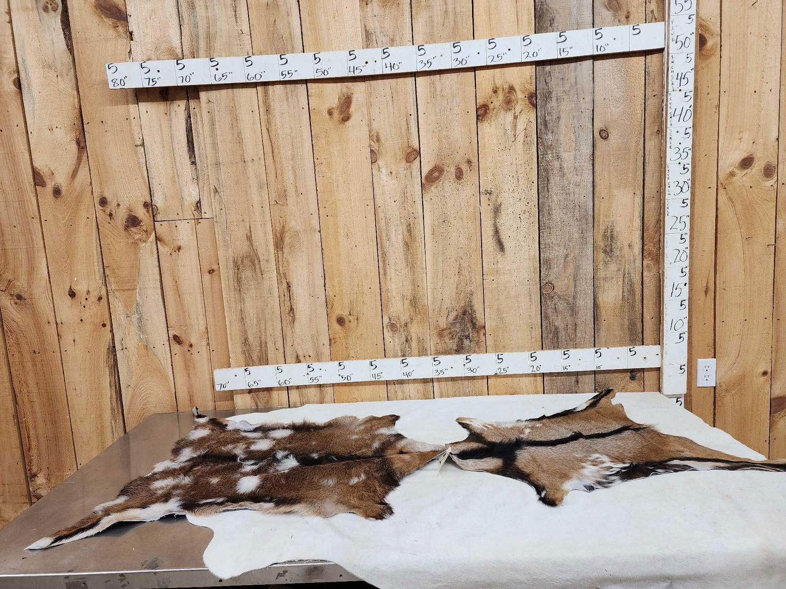 2 Soft Tanned Goat Skins Taxidermy (1 of 6)