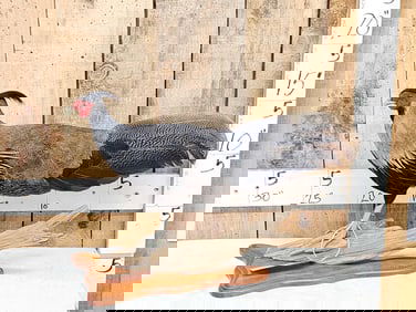 Kalij Pheasant Full Body Bird Taxidermy