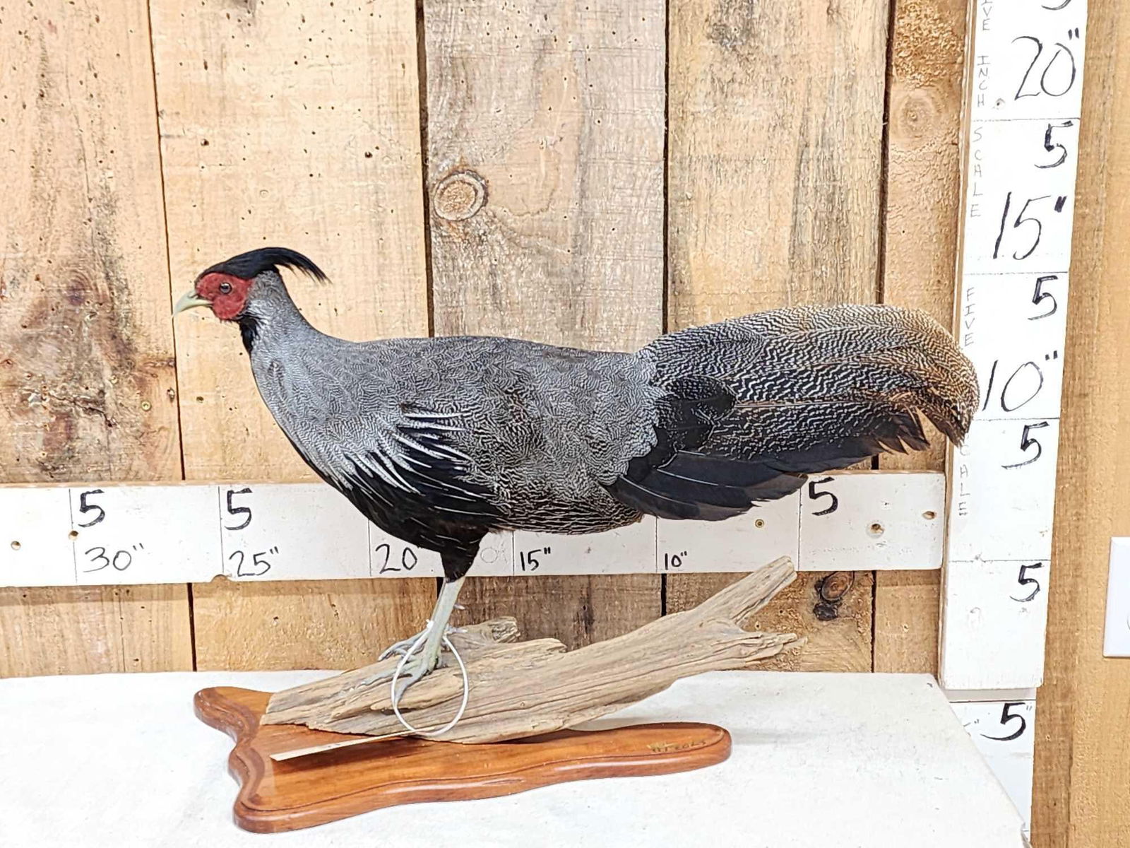 Kalij Pheasant Full Body Bird Taxidermy (1 of 6)