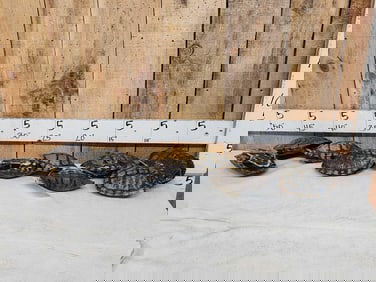 10 Red Eared Slider Turtle Shells Taxidermy