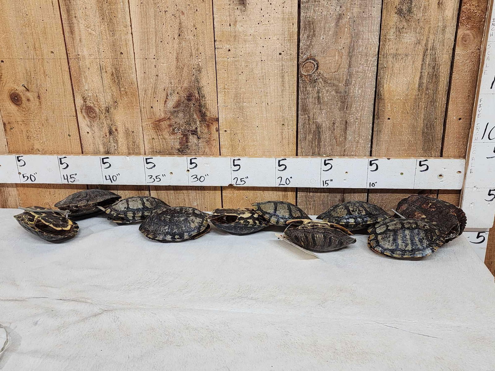 10 Red Eared Slider Turtle Shells Taxidermy (1 of 6)