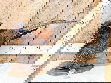 Rare Royal Pheasant In Full Strut Full Body Bird Taxidermy