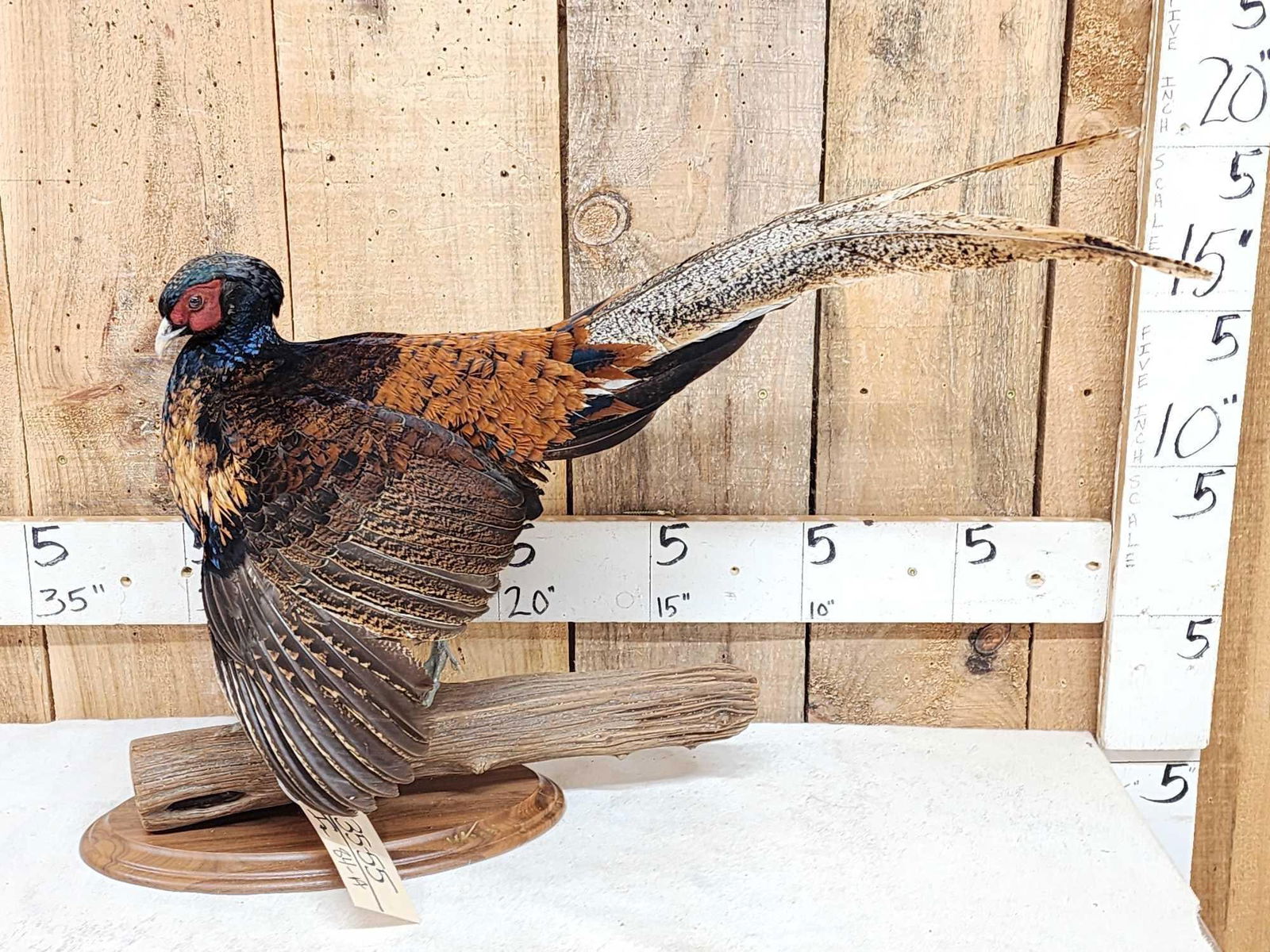 Rare Royal Pheasant In Full Strut Full Body Bird Taxidermy (1 of 9)