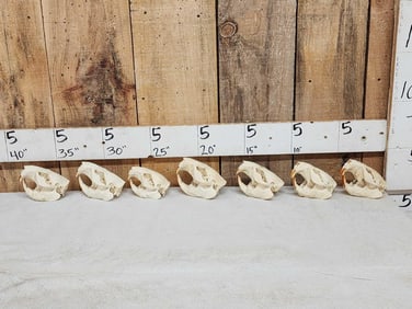 7 Beaver Skulls Taxidermy