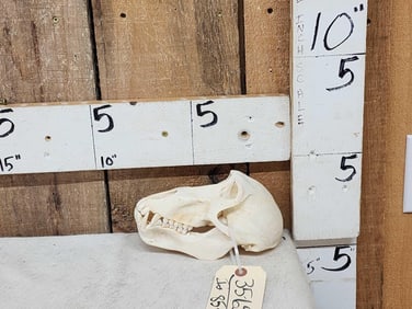 Baboon Skull Taxidermy
