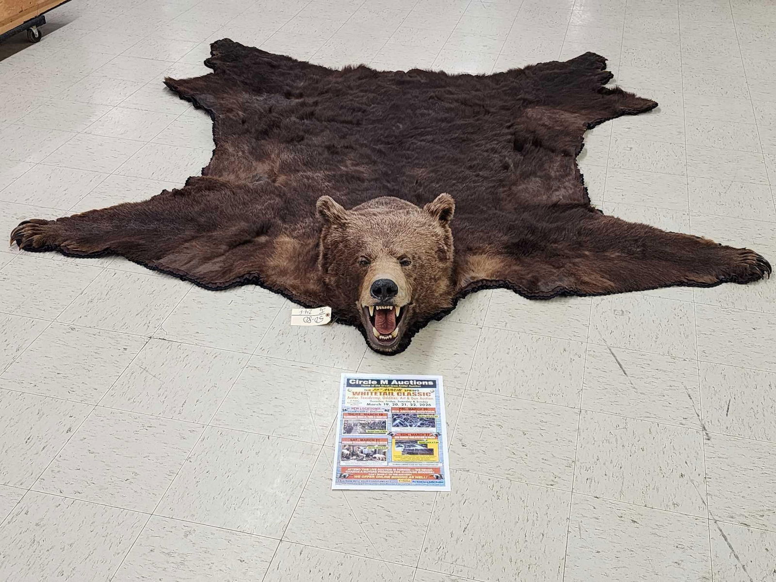 Giant Alaskan Brown Bear Rug Taxidermy (1 of 13)