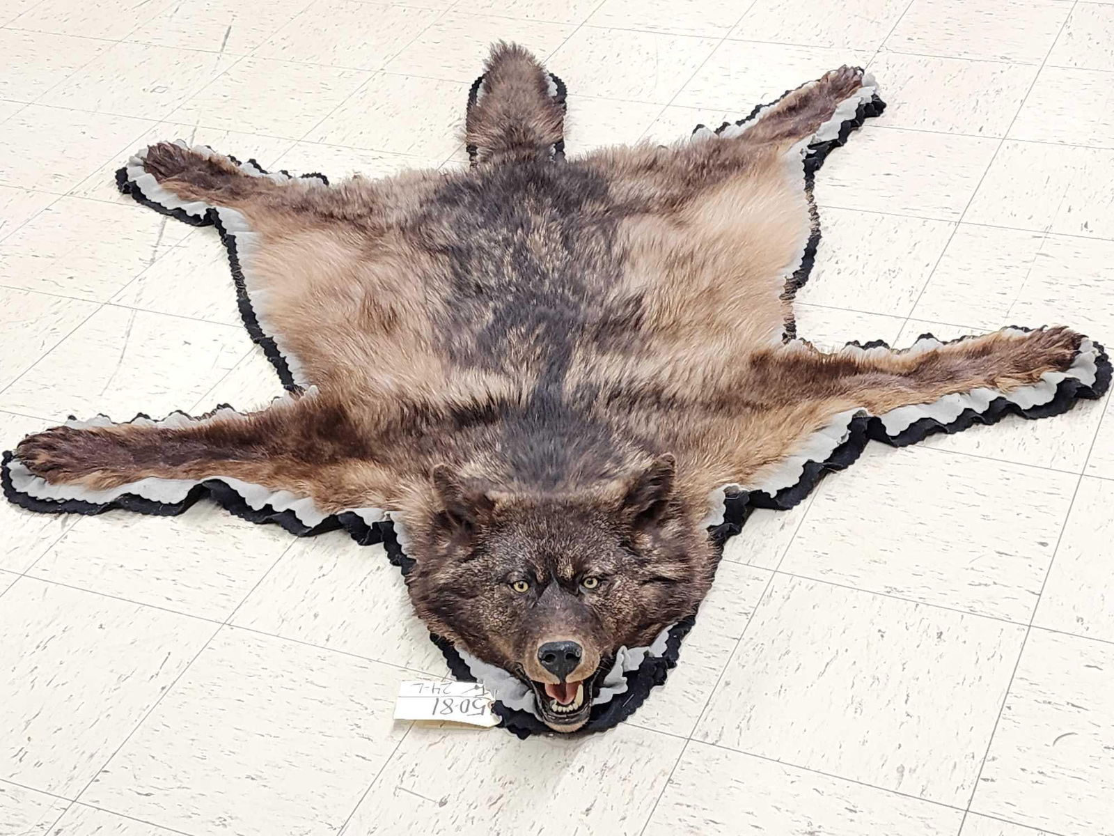 Alaskan Black Wolf Rug Taxidermy (1 of 8)