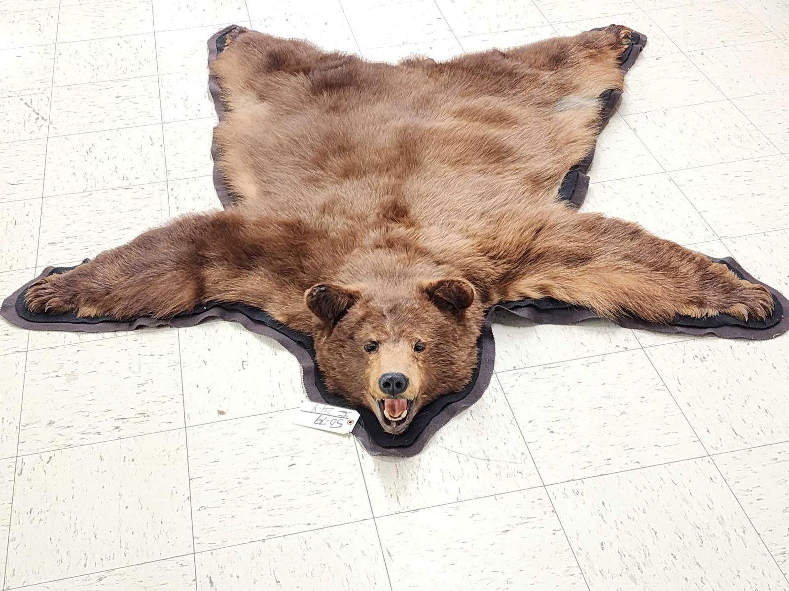Chocolate Phase Black Bear Rug Taxidermy (1 of 10)