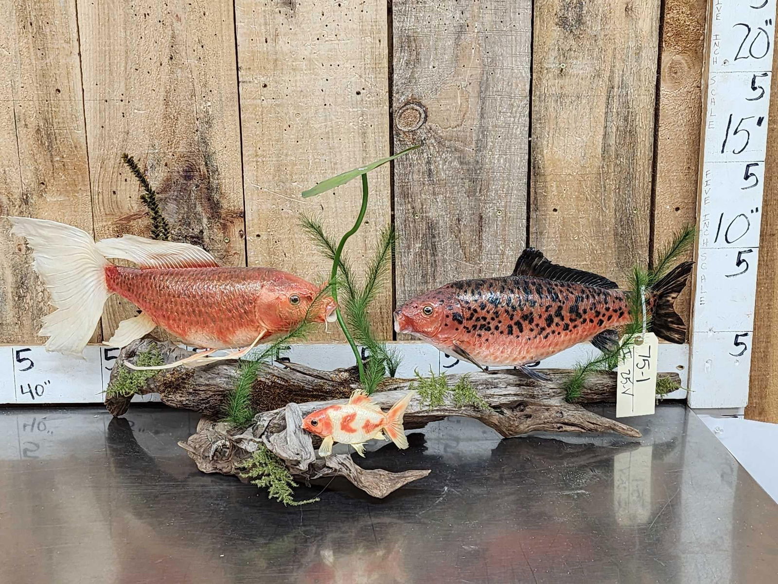 3 Coi Real Skin Fish Taxidermy (1 of 9)