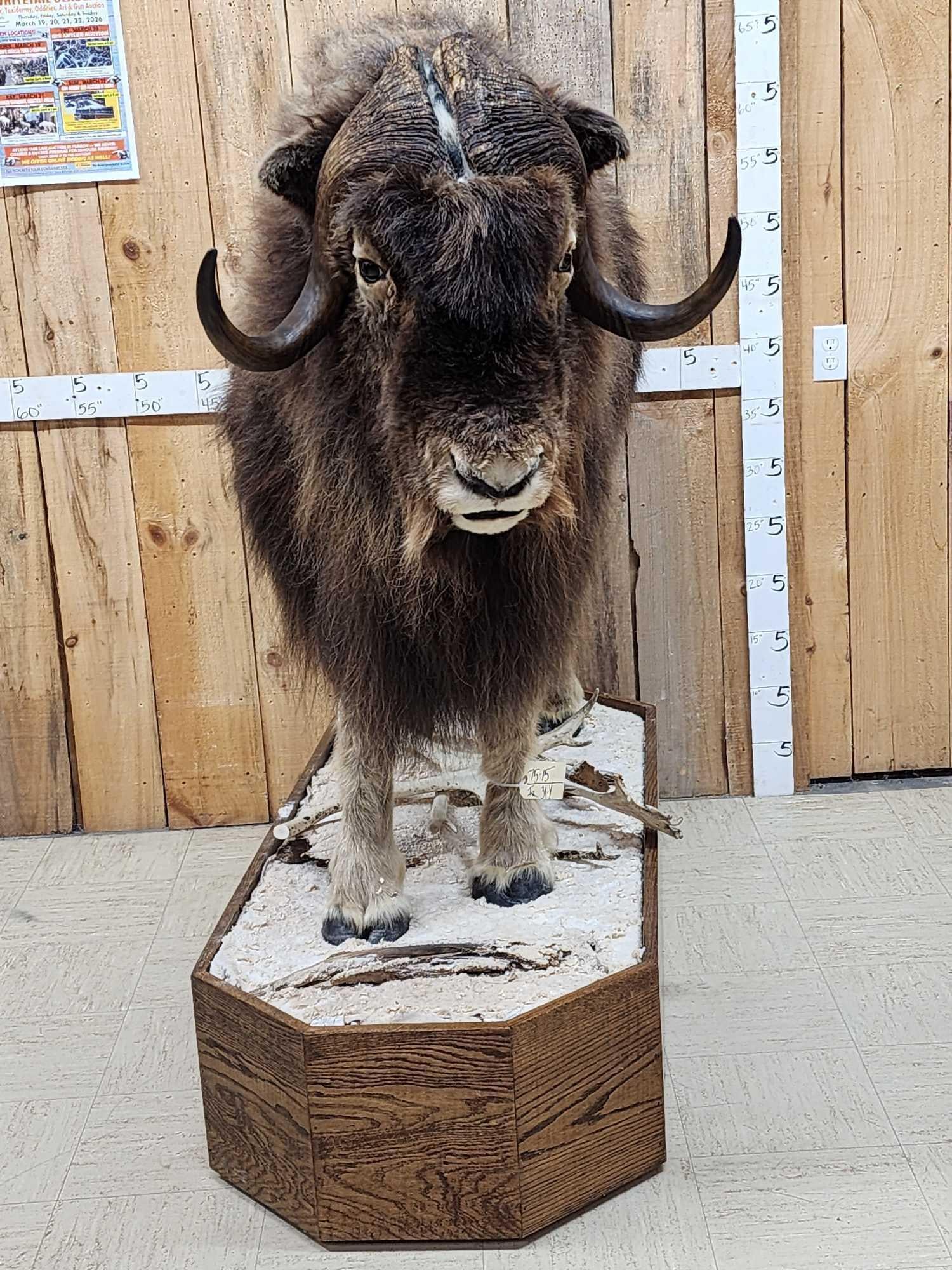 Muskox Full Body Taxidermy Mount (1 of 9)