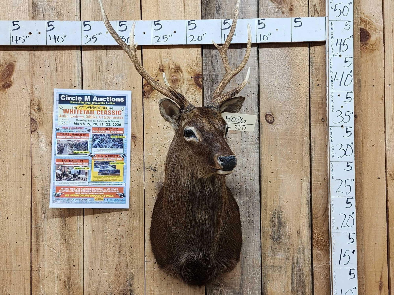 Nice Sika Deer Shoulder Mount Taxidermy: 50.26 Pretty mount great colors nice Taxidermy Artwork