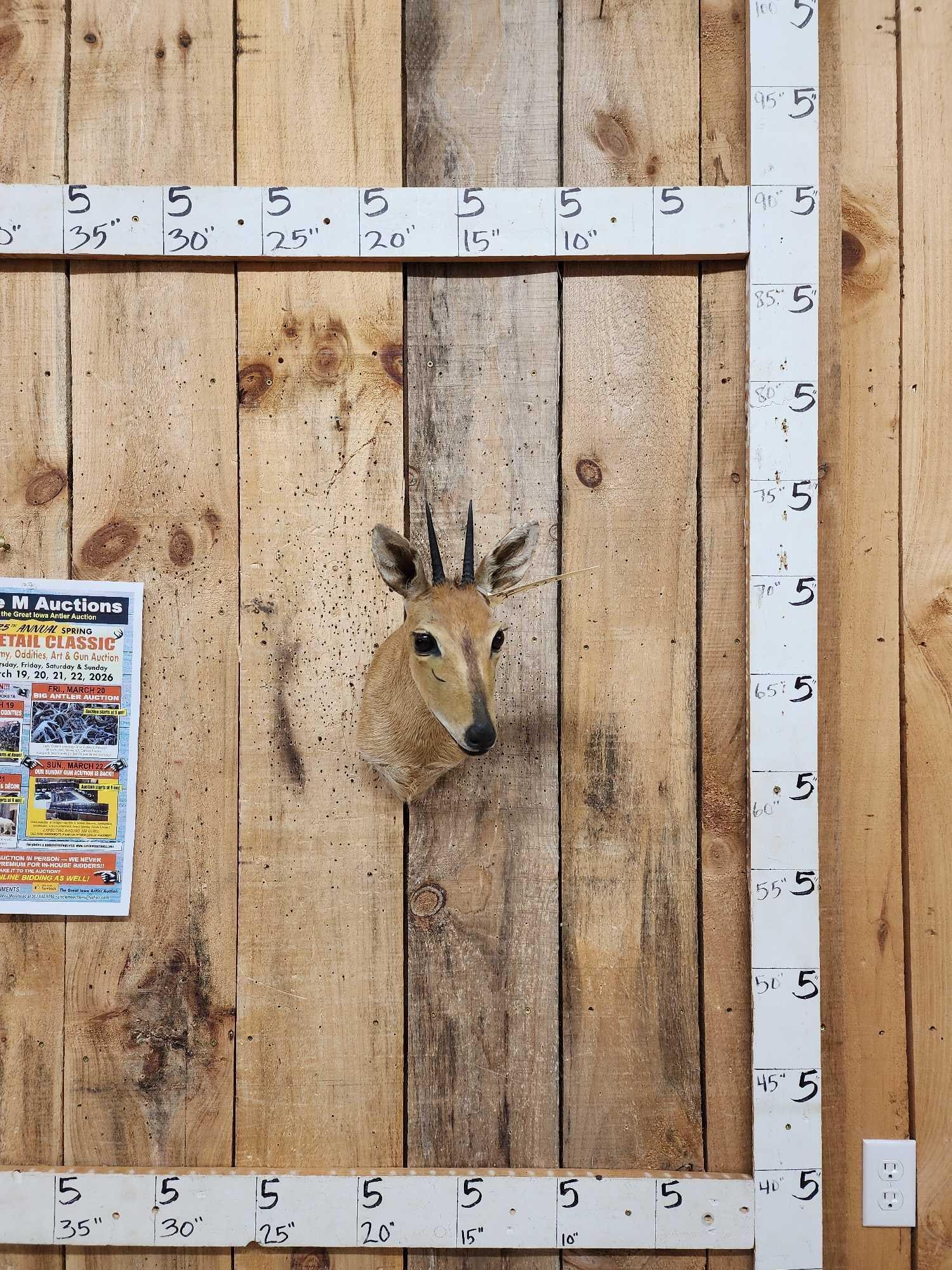 African Southern Bush Duiker Shoulder Mount Taxidermy: 50.35 Solid mount great accent piece for smaller spaces