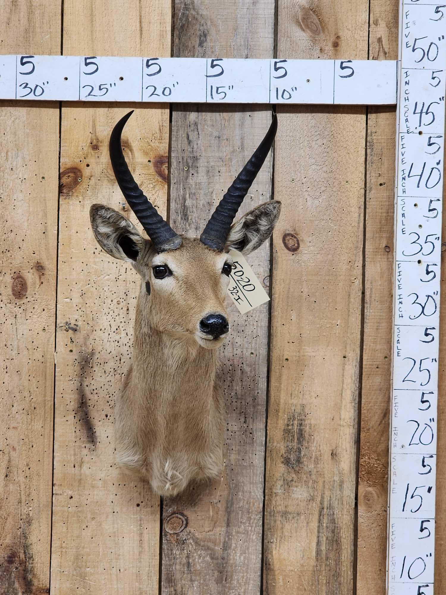 African Southern Reedbuck Shoulder Mount Taxidermy (1 of 4)