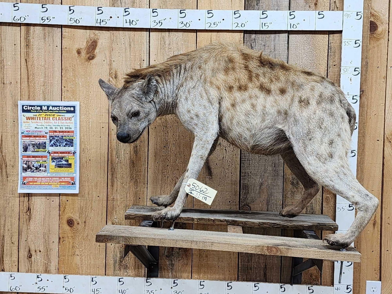 Awesome Spotted Hyena Full Body Taxidermy Mount (1 of 8)