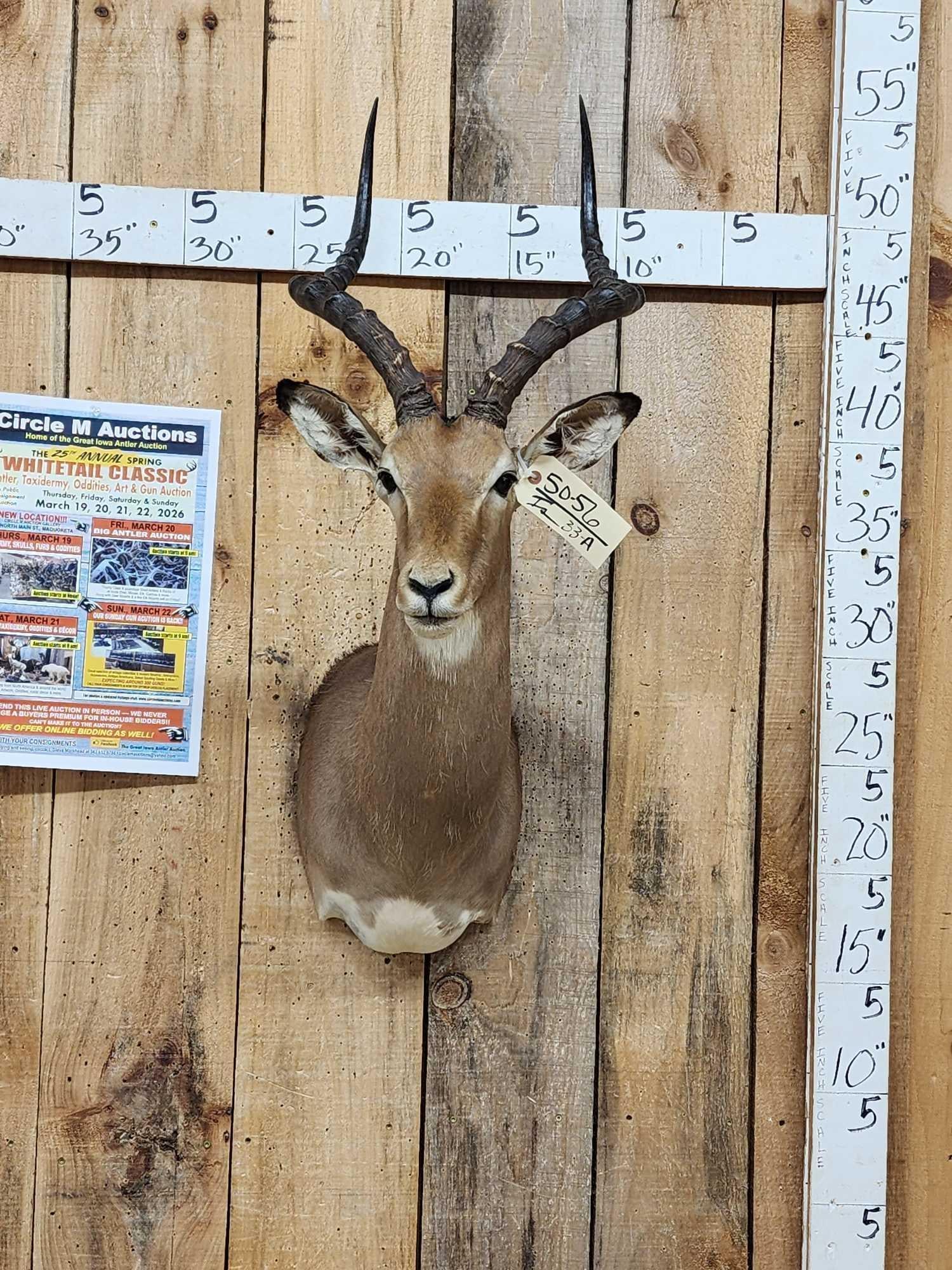 Nice African Impala Shoulder Mount Taxidermy (1 of 4)