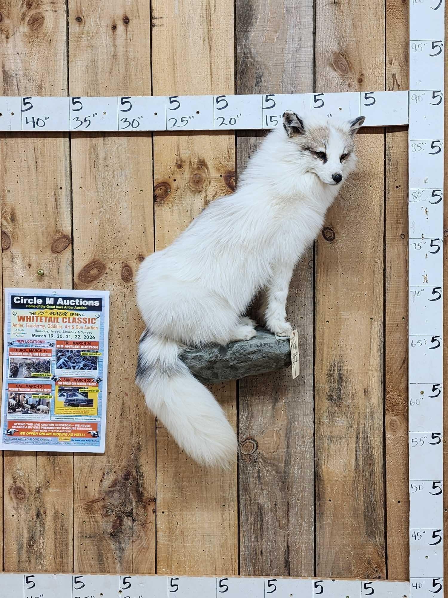 Gorgeous Ranch Fox Full Body Taxidermy Mount (1 of 5)