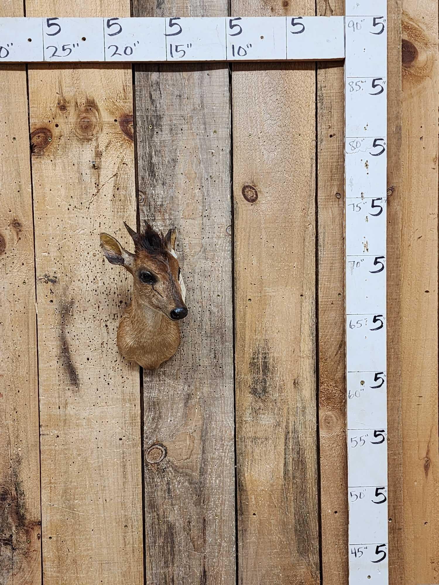 African Bay Duiker Shoulder Mount Taxidermy: 50.34 Solid mount great accent piece for smaller spaces