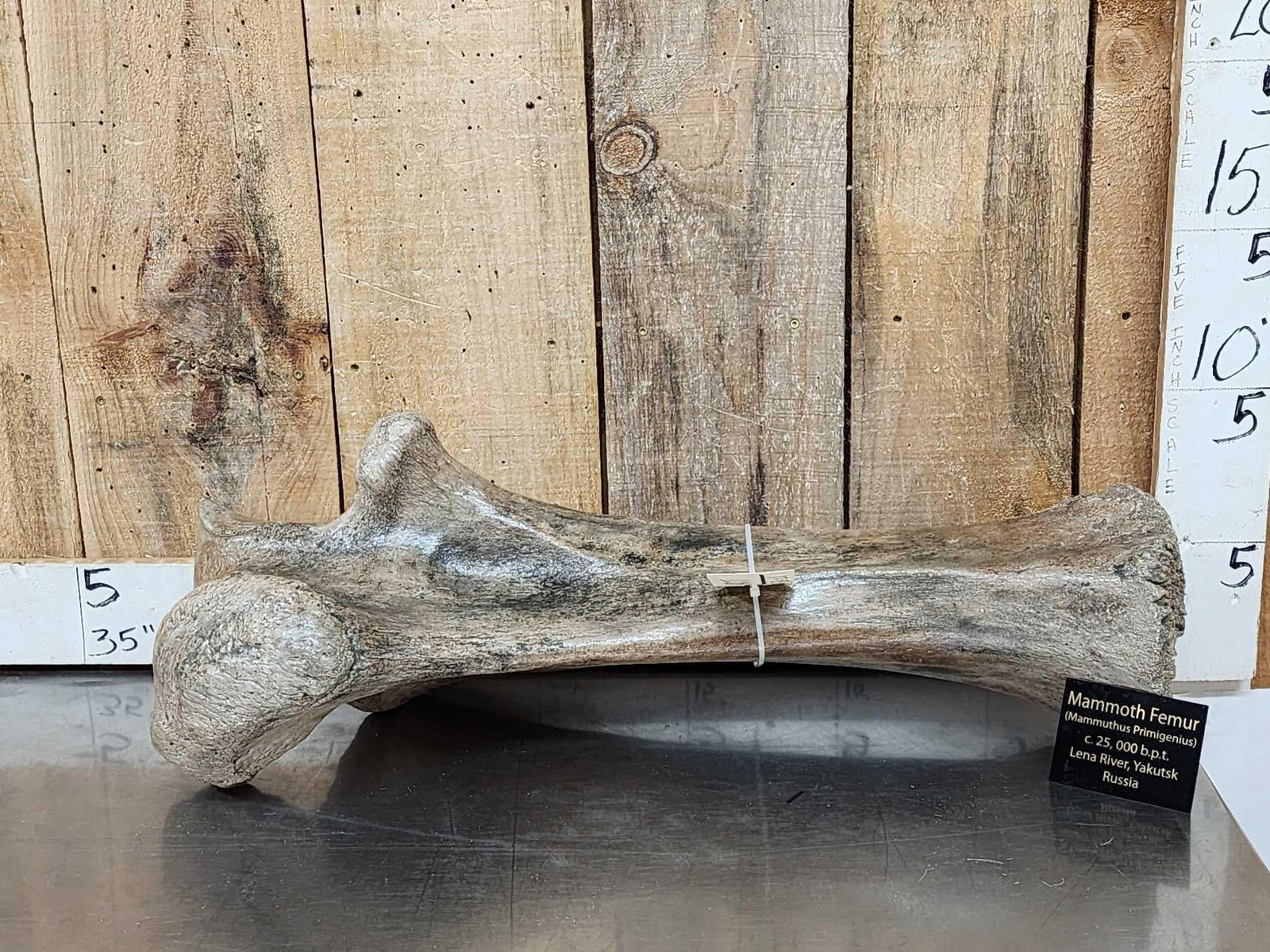 Spectacular Partially Fossilized Woolly Mammoth Femur Leg Bone (1 of 11)