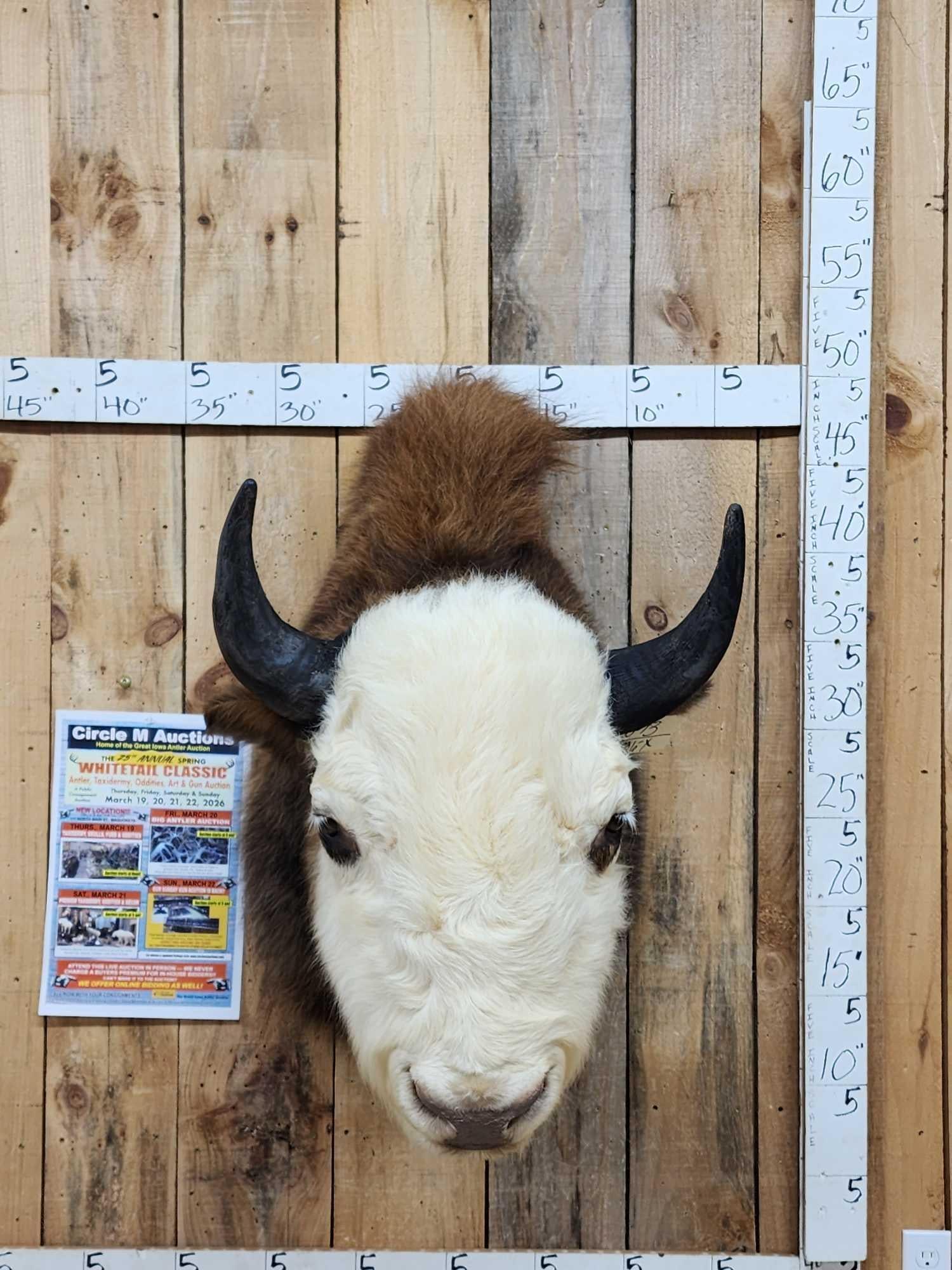 Highly Unusual American Bison Buffalo Cross Shoulder Mount Taxidermy (1 of 12)