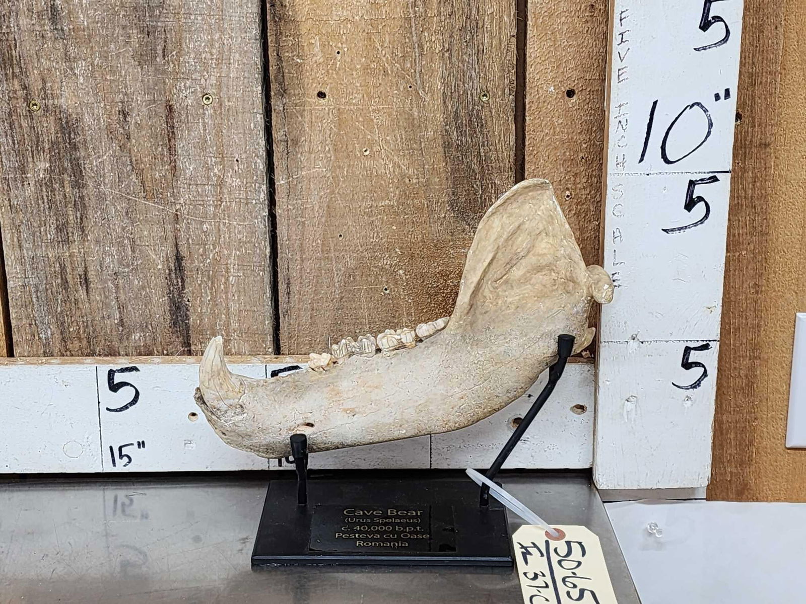 RARE Partially Fossilized Ancient Cave Bear Jaw Section (1 of 8)