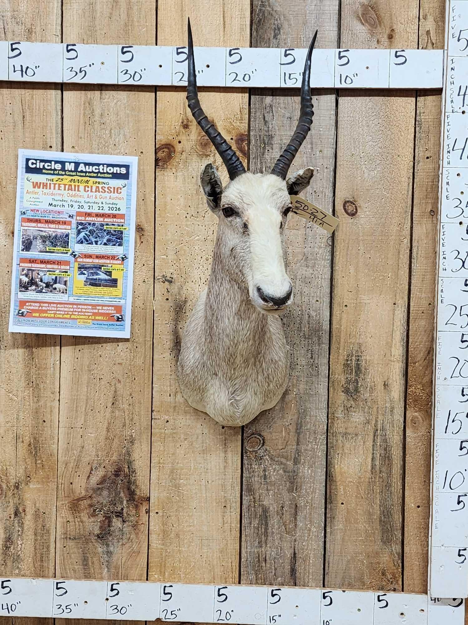 African Roan Blesbok Shoulder Mount Taxidermy (1 of 4)