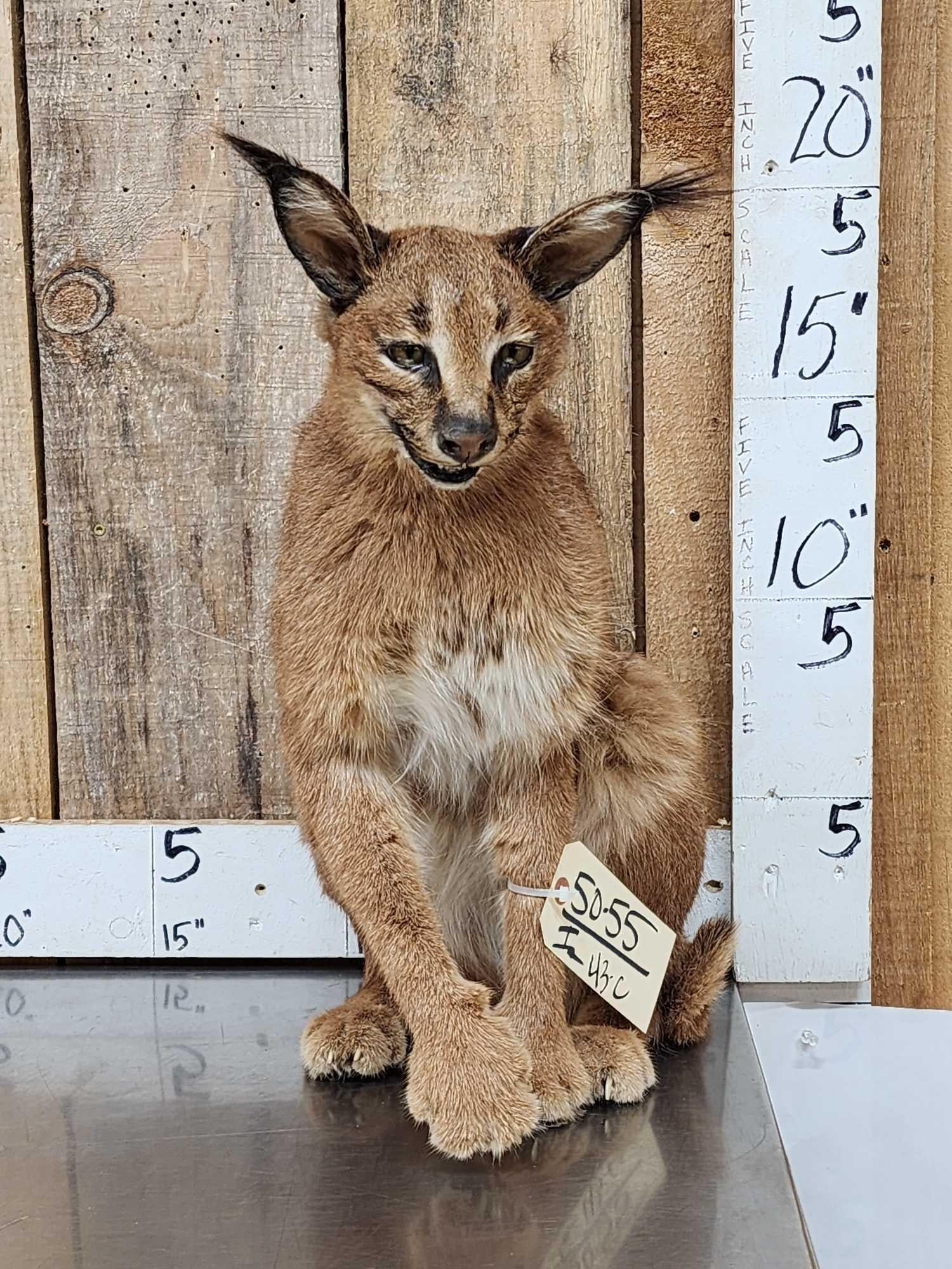 African Caracal Cat Full Body Taxidermy Mount (1 of 6)