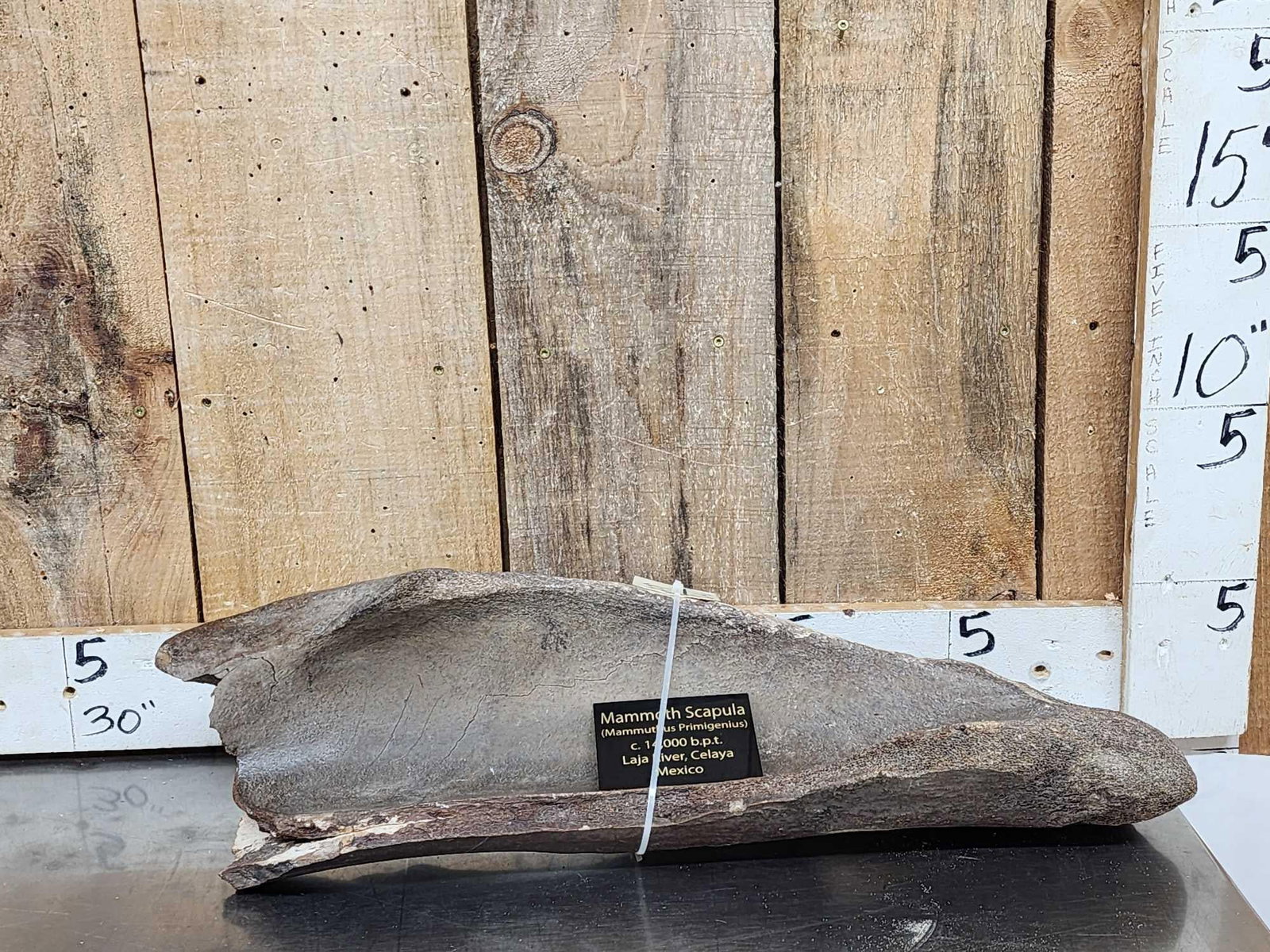 Ancient Woolly Mammoth Scapula Bone (1 of 6)