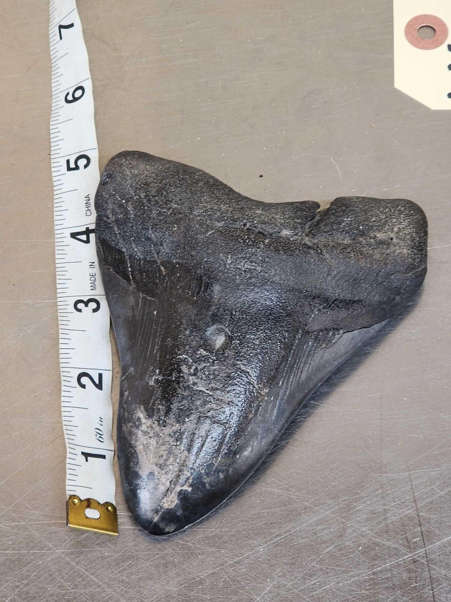 Giant Megalodon Shark Tooth Fossilized Fossil: 50.44 Millions of years old nice complete specimen