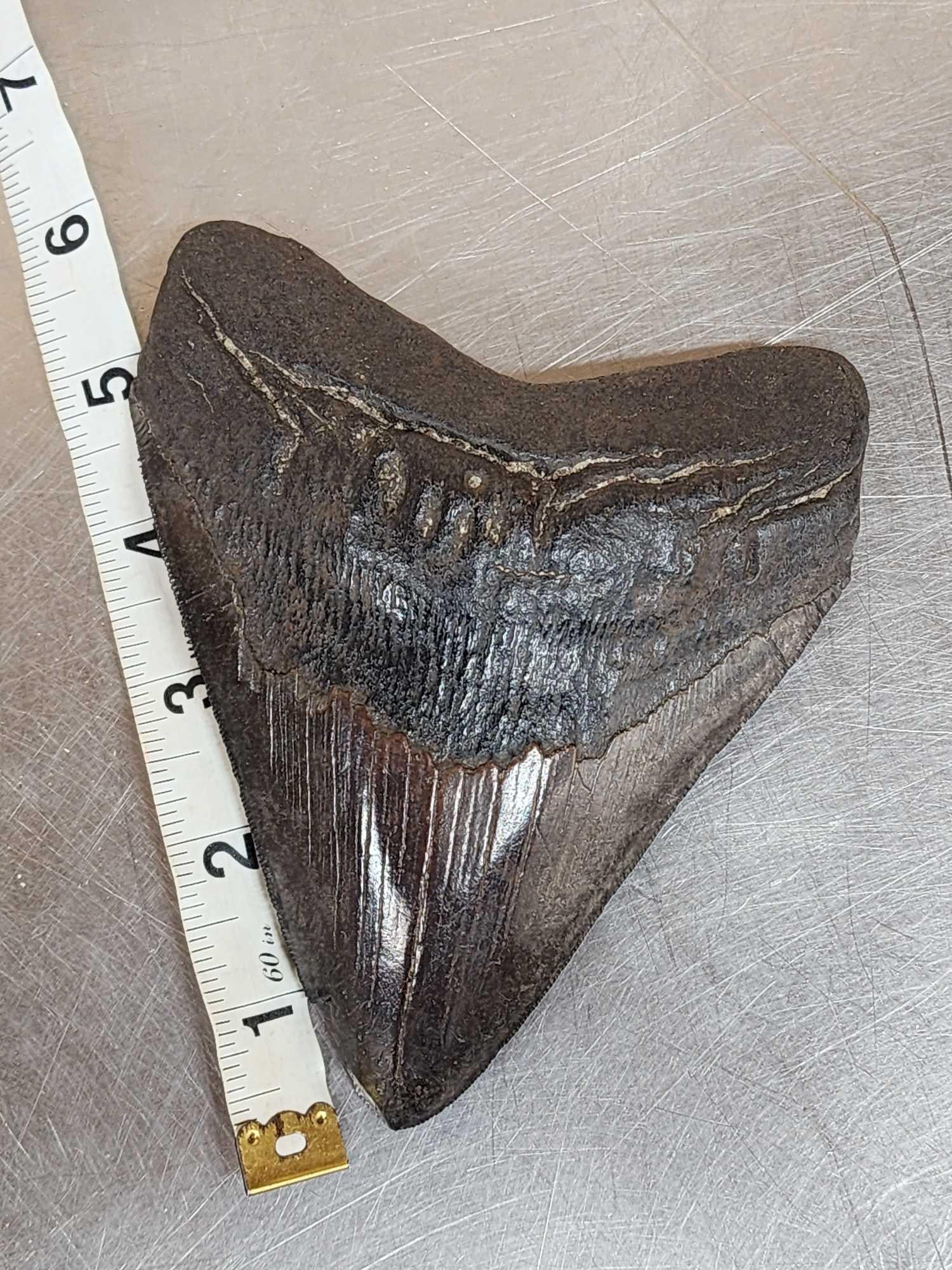 Giant Megalodon Tooth Fossil: 50.43 10s of millions of years old great condition gorgeous patina
