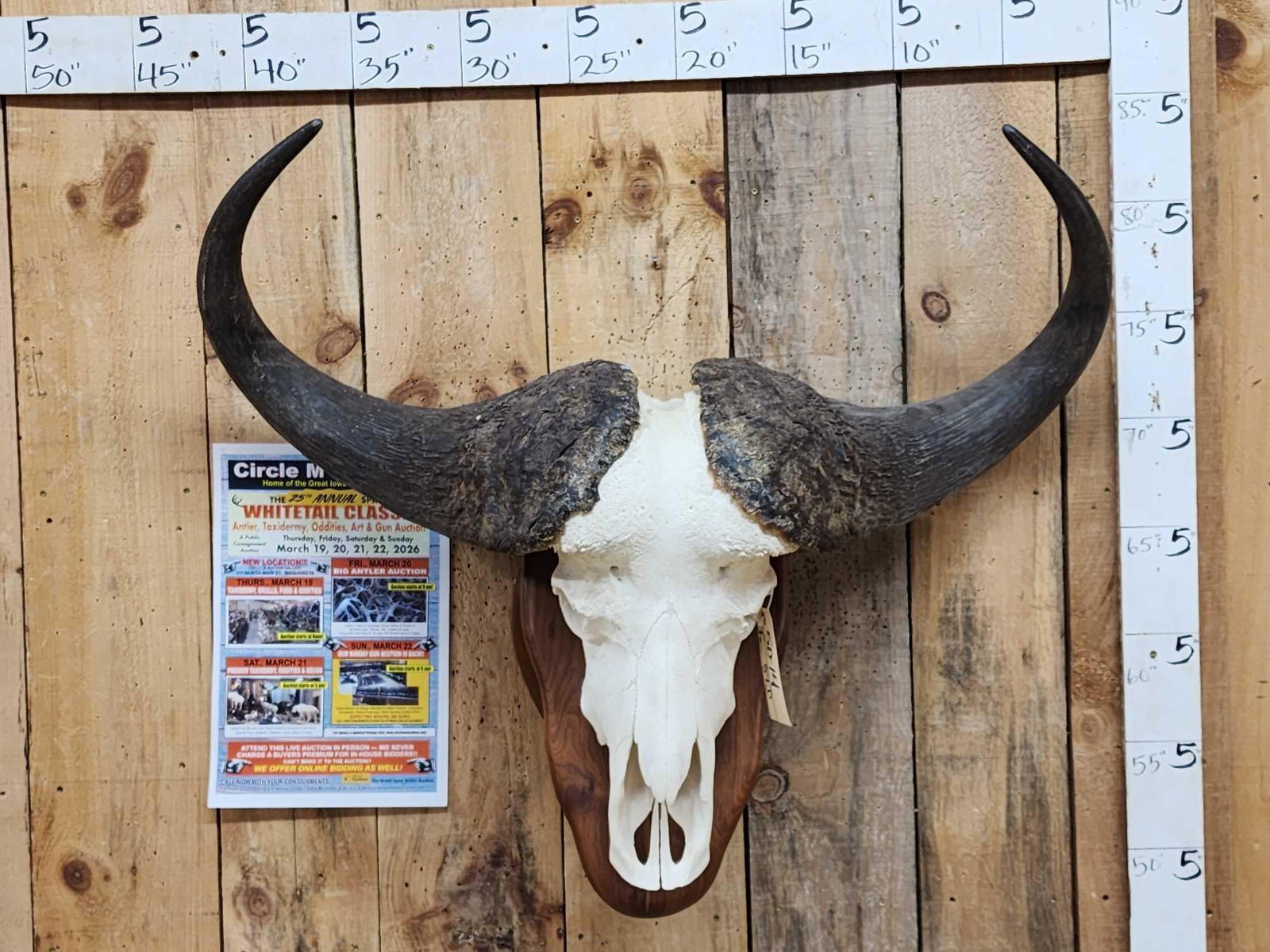Big African Cape Buffalo Skull Taxidermy: 50.14 Big mature bull measures just shy of 40" wide making this a true trophy Class skull awesome look on a nice display Pedestal