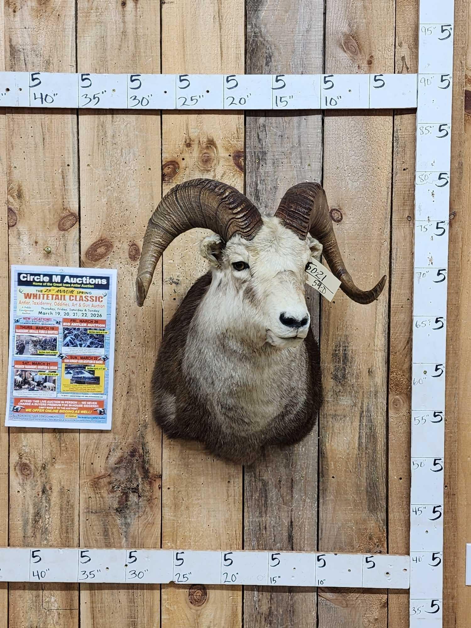 Stone Sheep Shoulder Mount Taxidermy (1 of 5)