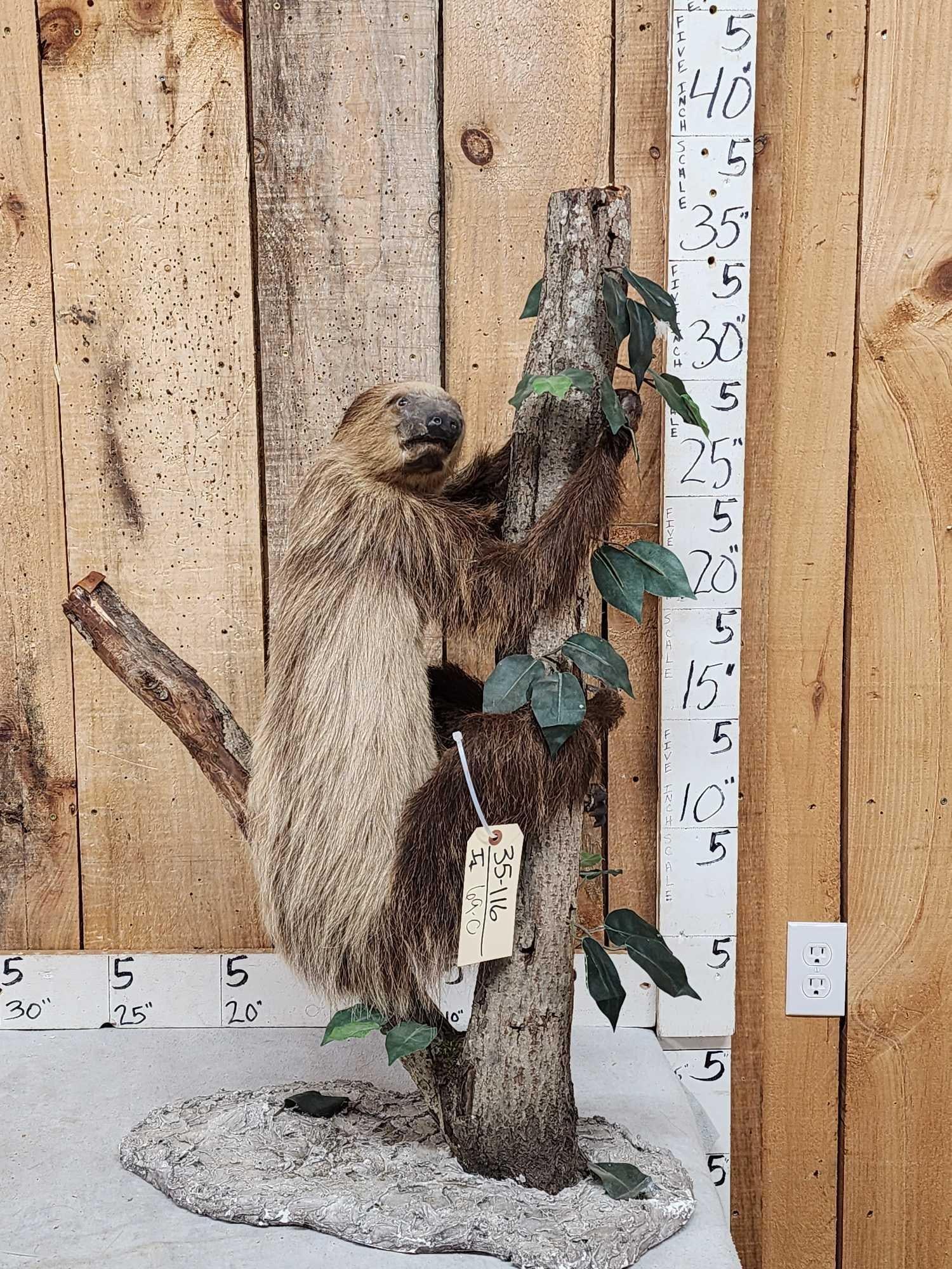 Rare Two Toed Sloth Full Body Taxidermy Mount (1 of 9)
