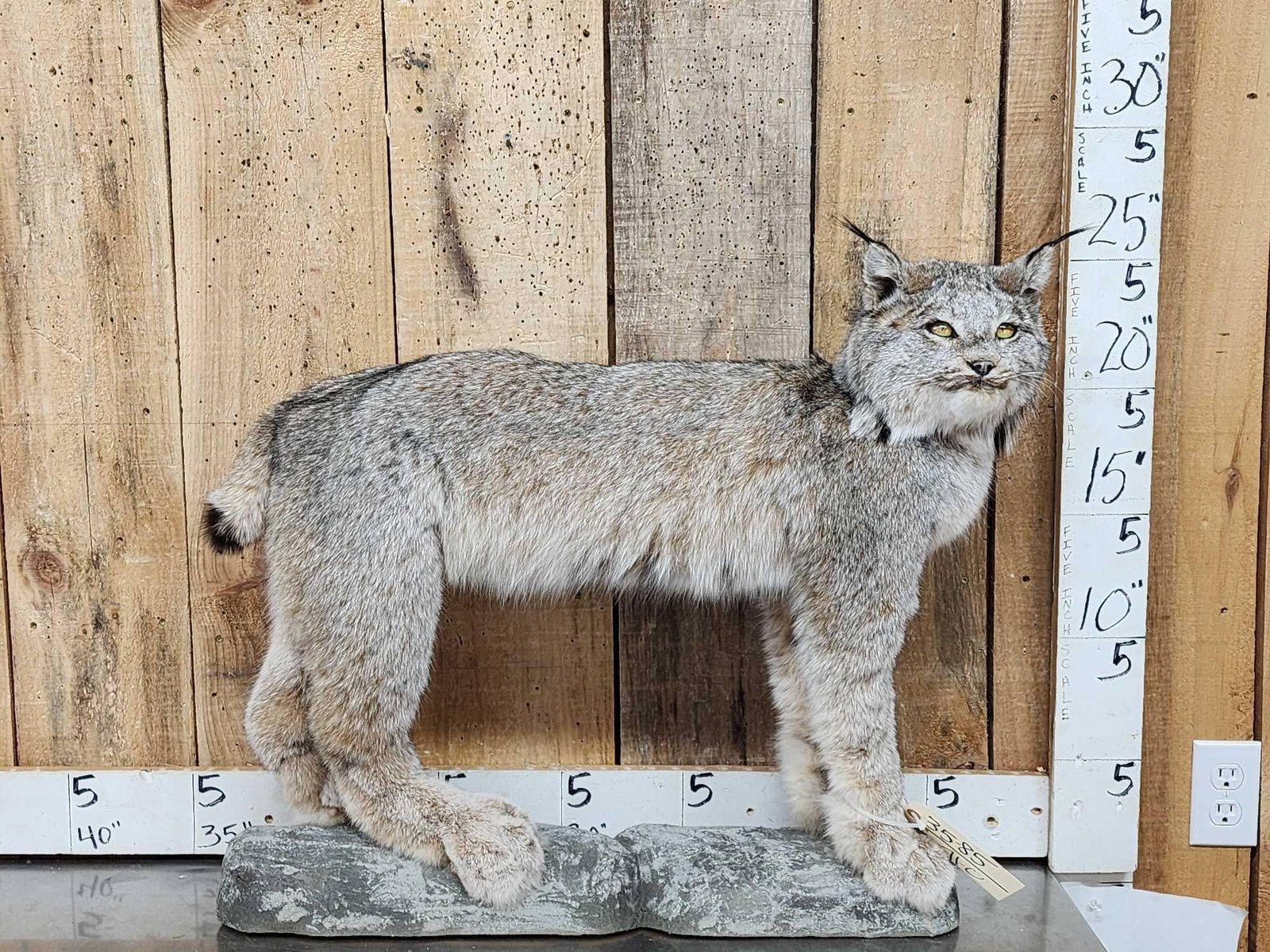 Alaskan Lynx Full Body Taxidermy Mount (1 of 6)