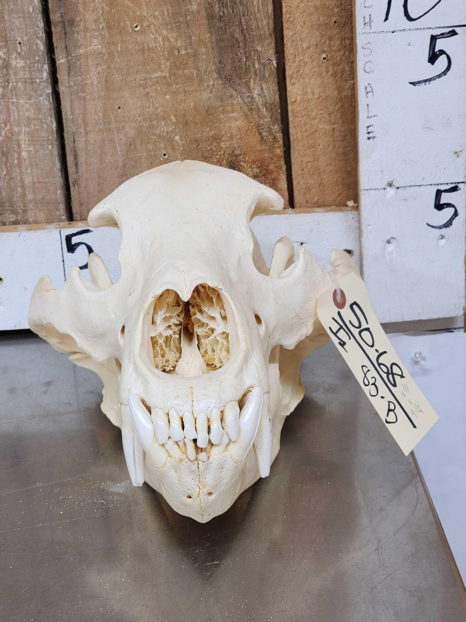 NICE Alaskan Grizzly Bear Skull Taxidermy (1 of 6)