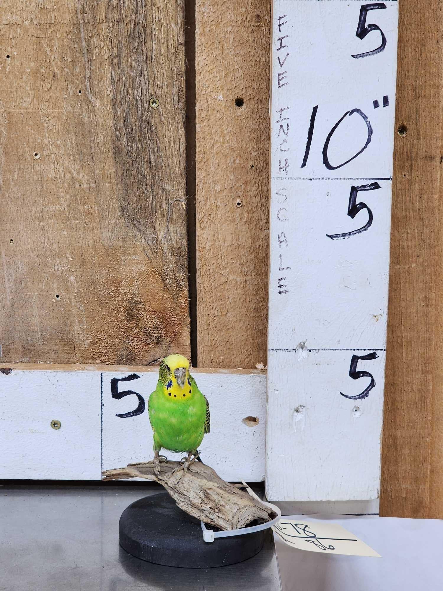 Green Budgie Parakeet Full Body Bird Taxidermy: 35.78 Nicely done mount loud colors