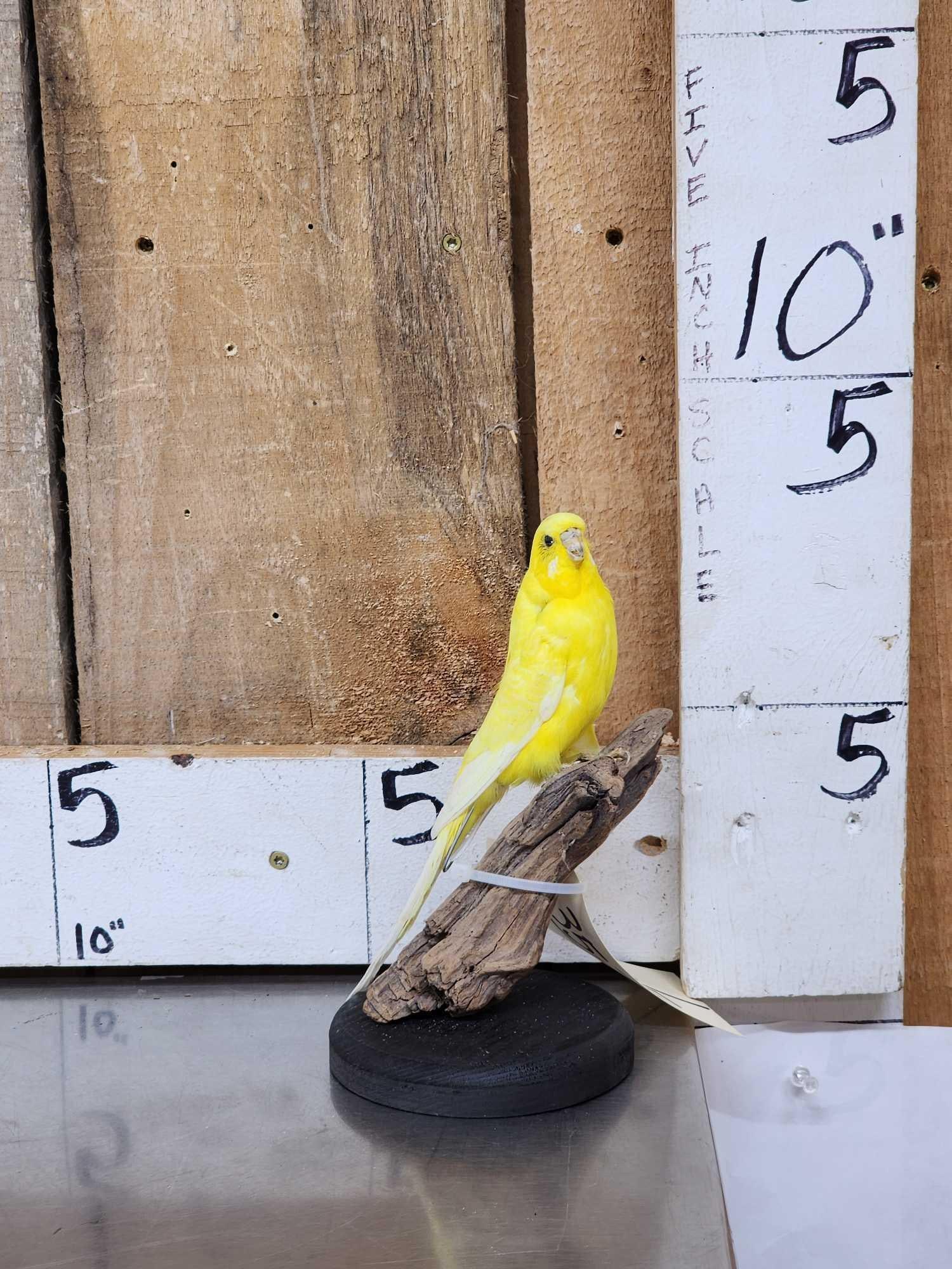 Yellow Budgie Parakeet Full Body Bird Taxidermy (1 of 6)