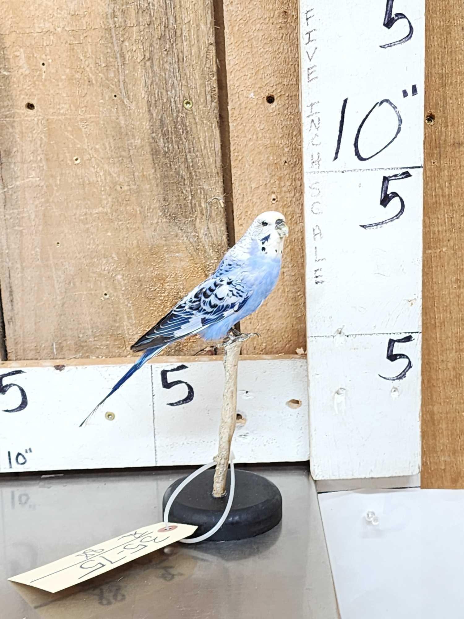 Blue Budgie Parakeet Full Body Bird Taxidermy: 35.75 Excellent mount awesome colors pretty bird