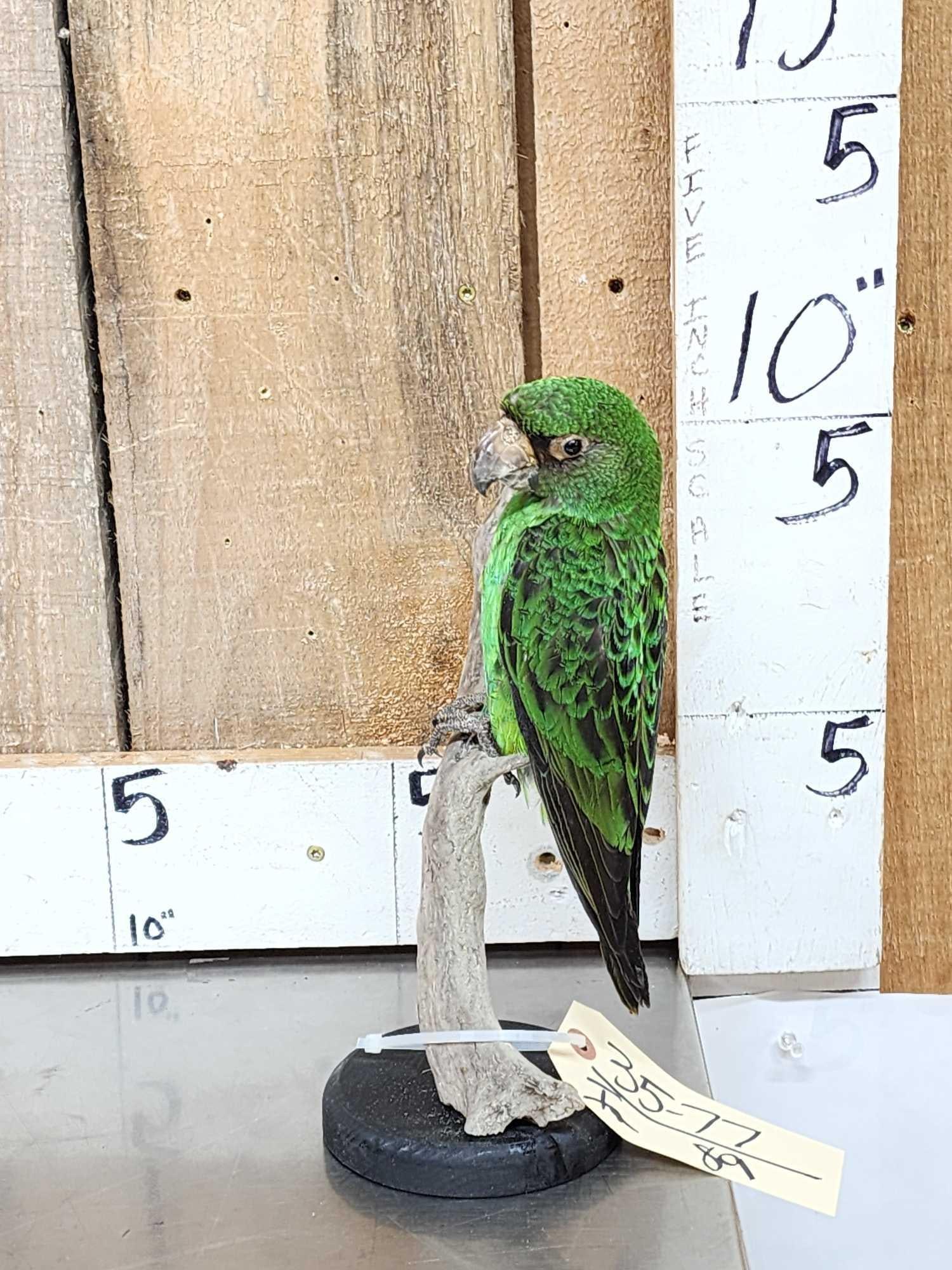 Juvenile Jardine's Parrot Full Body Bird Taxidermy (1 of 6)