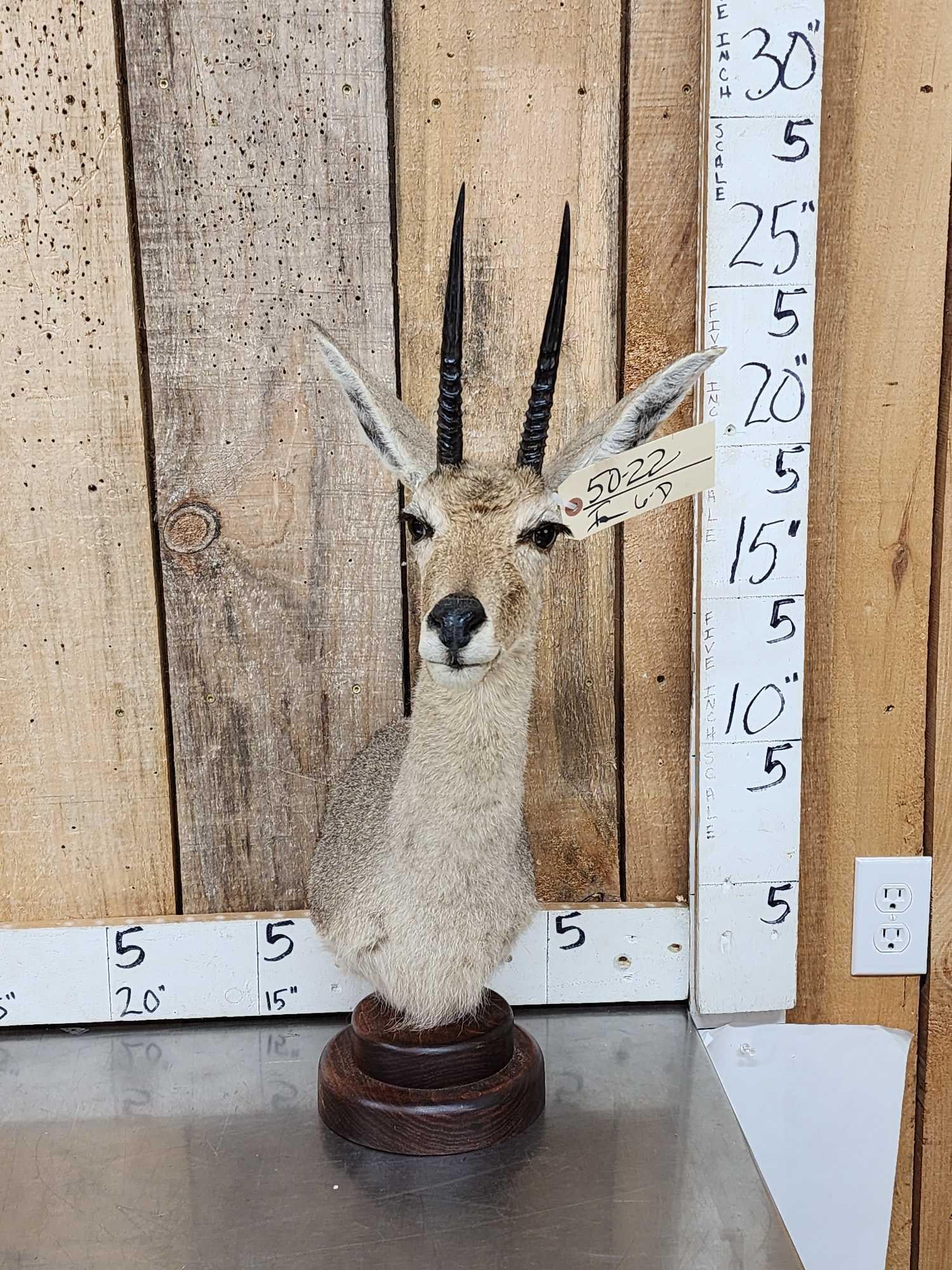 African Vaal Rhebok Table Top Pedestal Taxidermy Mount (1 of 4)