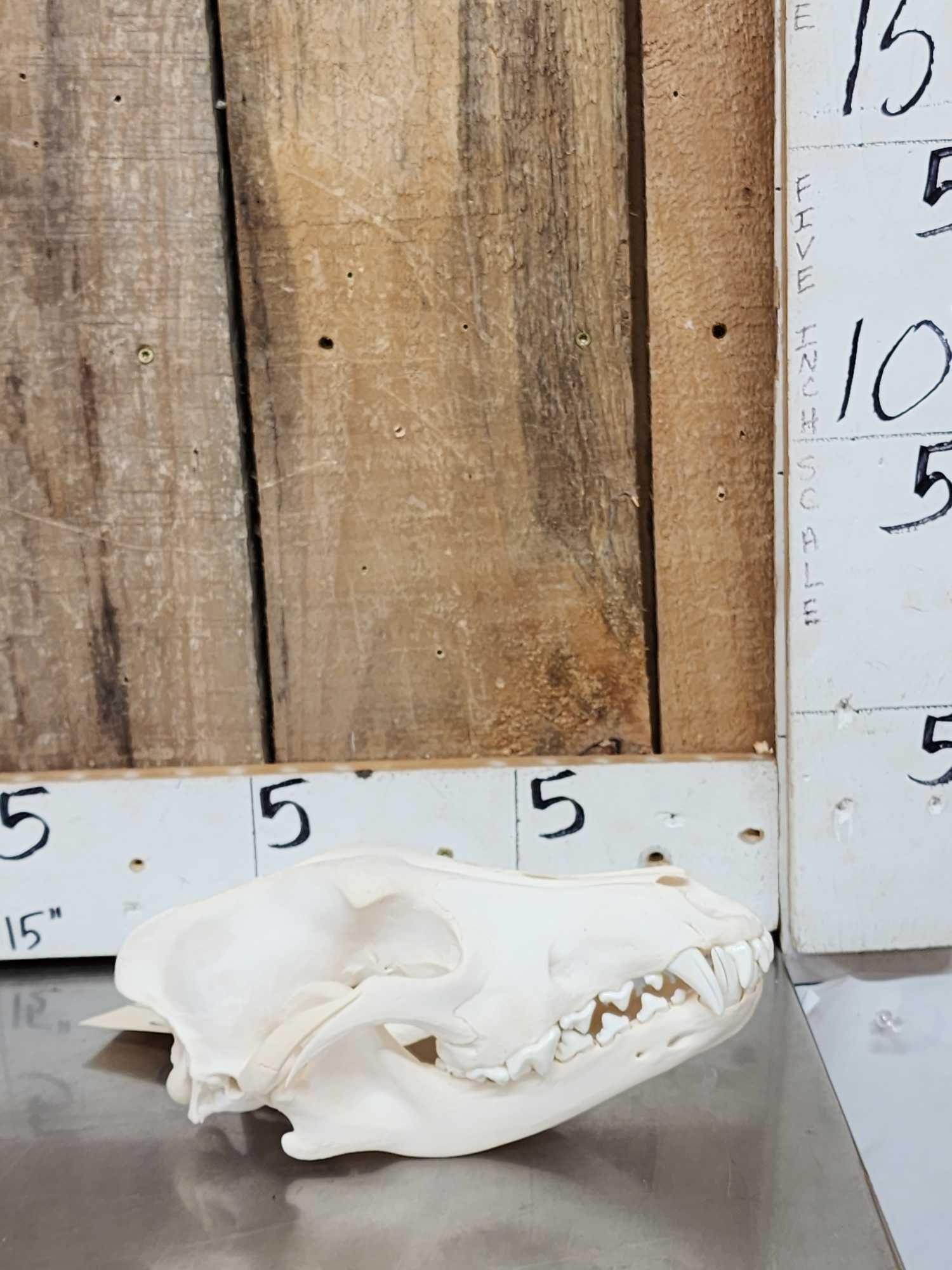 Big Alaskan Wolf Skull Taxidermy (1 of 5)