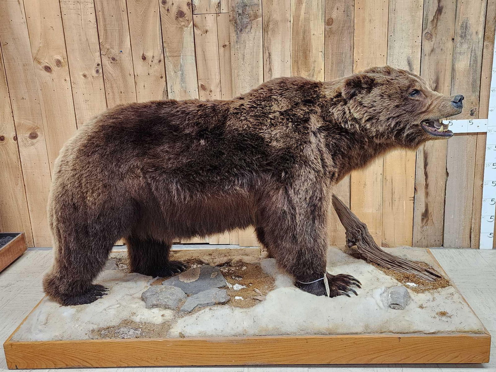Boone & Crockett Grizzly Bear Full Body Taxidermy Mount (1 of 19)