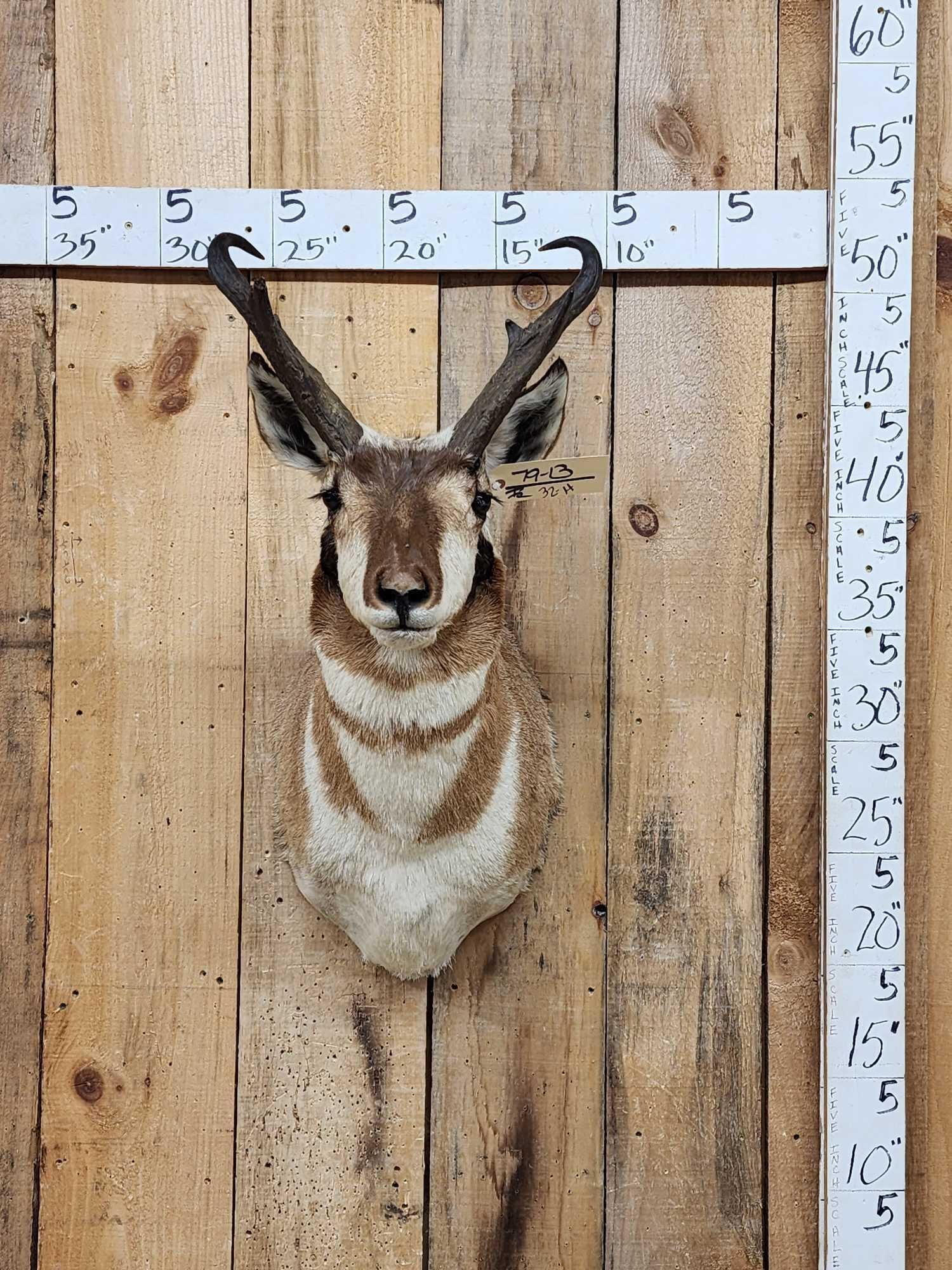 Pronghorn Antelope Shoulder Mount Taxidermy (1 of 3)
