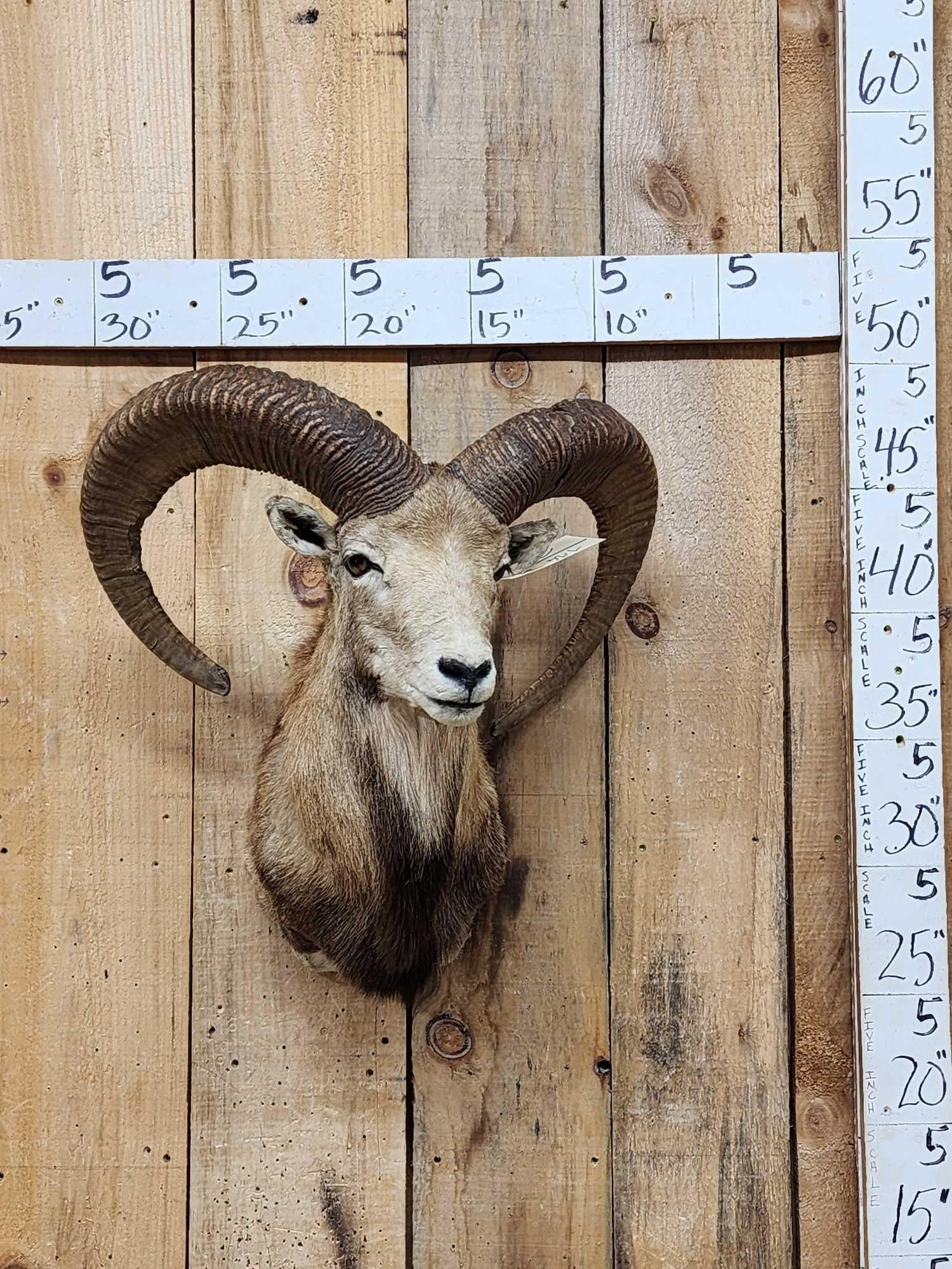 Mouflon Cross Ram Sheep Shoulder Mount Taxidermy (1 of 4)