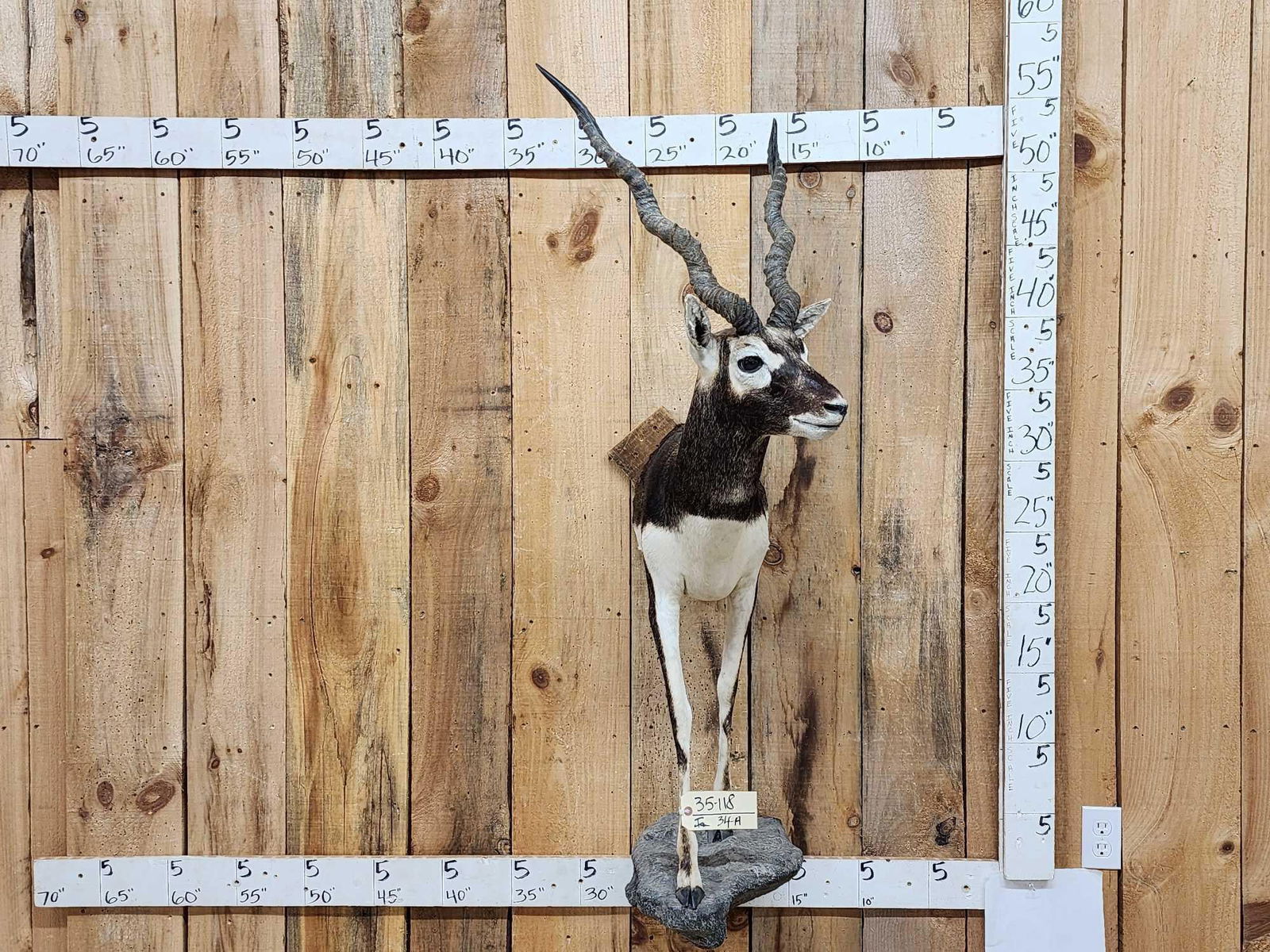 Indian Black Buck Half Body Taxidermy Mount: 35.118 Nice clean mount big horns about 19 2/3" base to tip